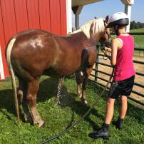 Ike the horse gets a bath