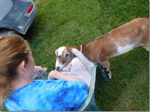 Hoofprints therapy goat Juno