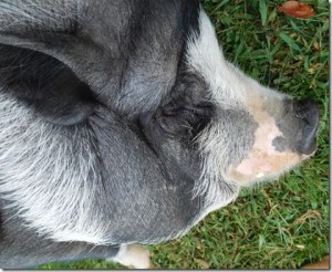 Hoofprints therapy pig Chopper