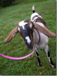 Hoofprints therapy goat Dot